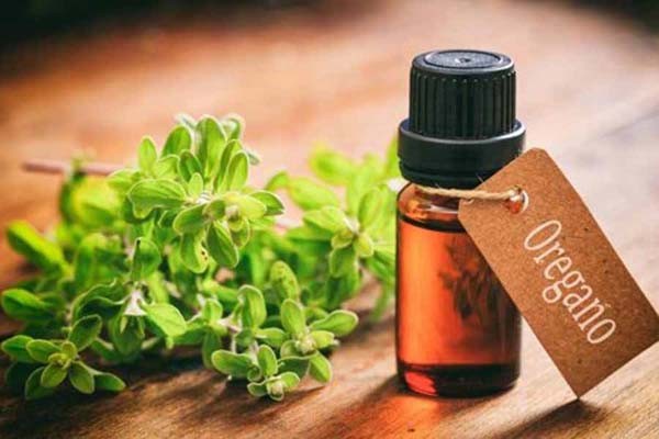 Уникальное лечебное средство в борьбе с инфекциями - масло орегано