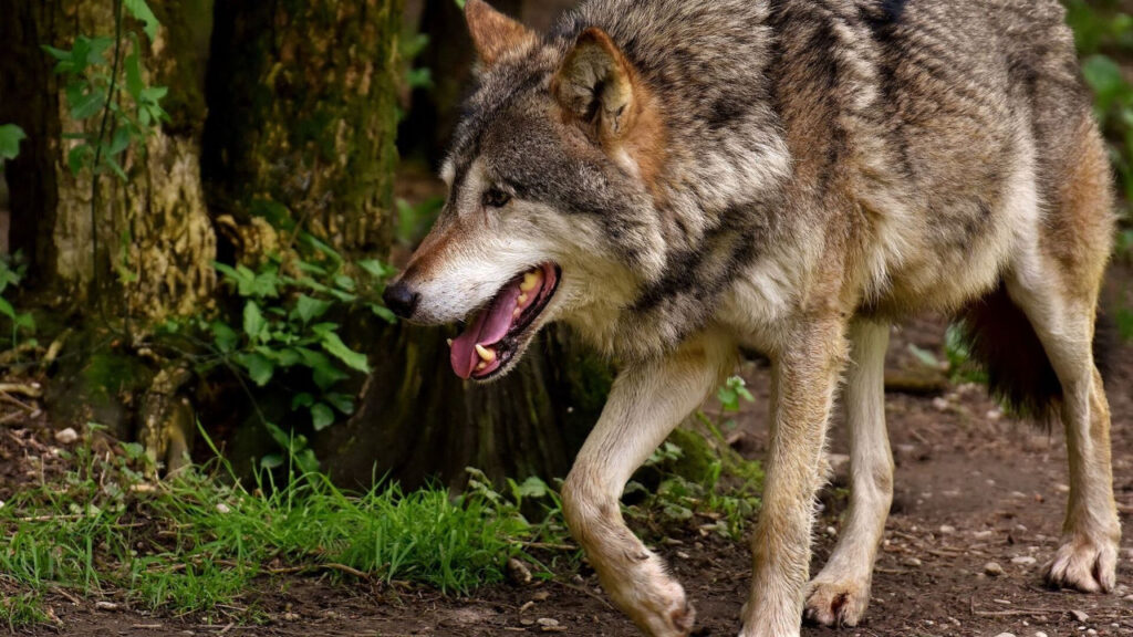 Нападение волков на село в Гагаузии: погибла домашняя живность