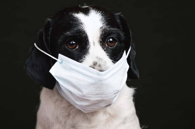 Чтобы остановить распространение вируса, возможно, потребуется вакцинировать кошек и собак