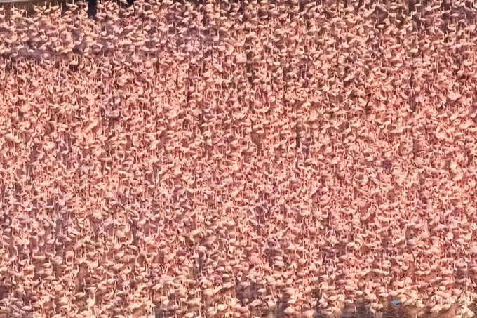 Розовые фламинго