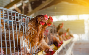 Убытки в 100 млн леев: молдавские фермеры пострадали из-за украинских кормов